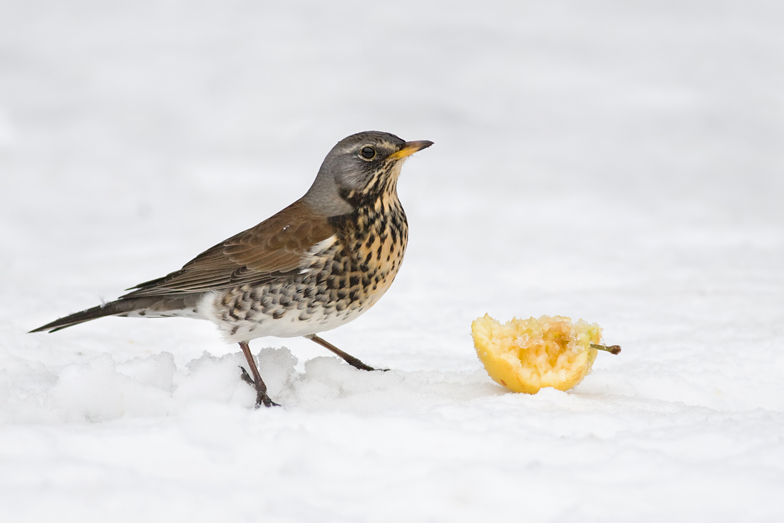 2010 (1) JANUARY Fieldfare 